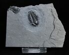 Elrathia Kingii Trilobite #3191-2